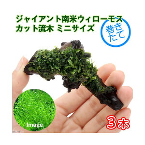 流木 ミニの人気商品 通販 価格比較 価格 Com 流木 ミニの人気商品 通販 価格比較 価格 Com
