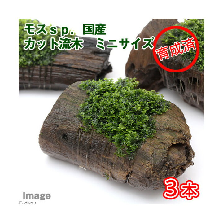 楽天市場 水草 育成済 モスｓｐ 国産 カット流木 ミニサイズ 無農薬 ８ｃｍ以下 ３本 Charm 楽天市場店