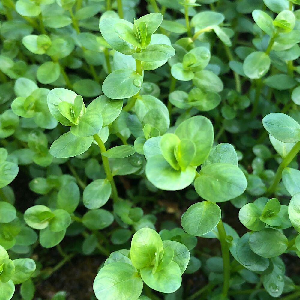 74％以上節約 水草 リアル ロタラｓｐ．グリーン 丸葉タイプ １０本 水上葉 無農薬