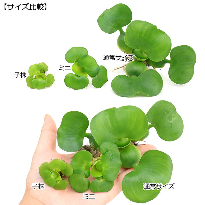 楽天市場 水草 ミニホテイ草 無農薬 １株 金魚 メダカ Charm 楽天市場店