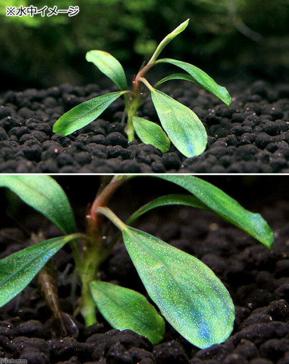 594円 期間限定 水草 ブセファランドラsp クダガン 1株 流木付き 約5cm 15cm