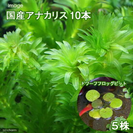 （水草）メダカ・金魚藻　国産アナカリス（10本）＋ドワーフフロッグビット（5株）（無農薬）