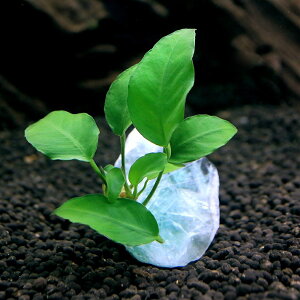 ijWFvc@܂^AkrAXt@O[t[Cgi1j