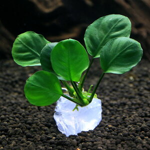 ijWFvc@܂^AkrAXt@i1j