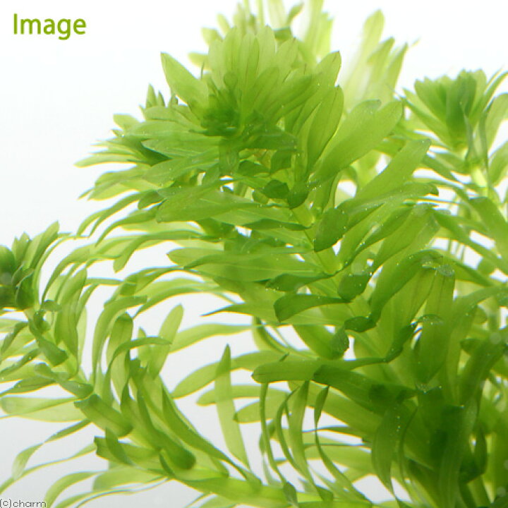 楽天市場 水草 メダカ 金魚藻 国産 無農薬アナカリス ｗｉｔｈ 植えるカム 無農薬 １個 北海道航空便要保温 Charm 楽天市場店