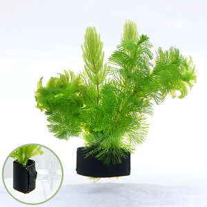 ij_JE@~bNX@with@AJi_ji1j