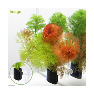 ij_JE@J{o~bNX@with@AJi1j