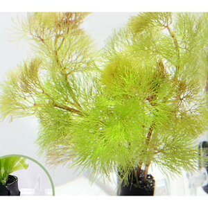 (水草)メダカ・金魚藻 イエローカボンバ with 植えるカム(1個)