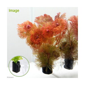 ij_JE@bhJ{o@with@AJi1j