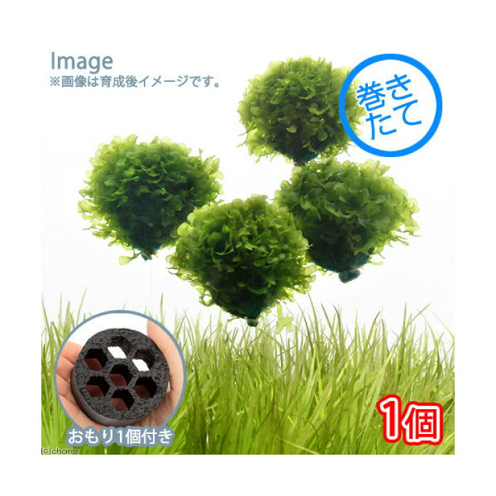 楽天市場 水草 巻きたて モスファン バルーン 無農薬 １個 おもり１個 Charm 楽天市場店