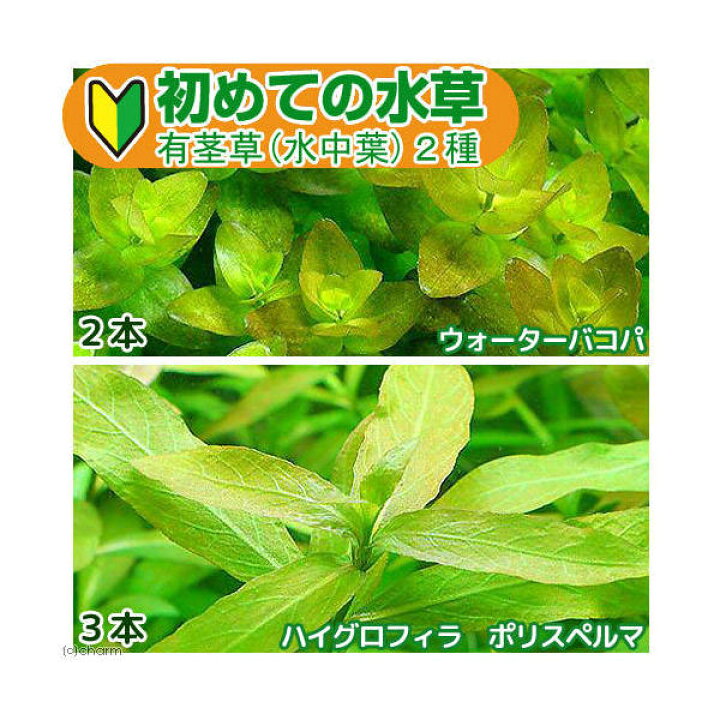 楽天市場 水草 初めての水草 有茎草 水中葉 ２種 １パック 説明書付 Charm 楽天市場店