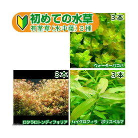 （水草）初めての水草　有茎草（水中葉）3種（1パック）説明書付