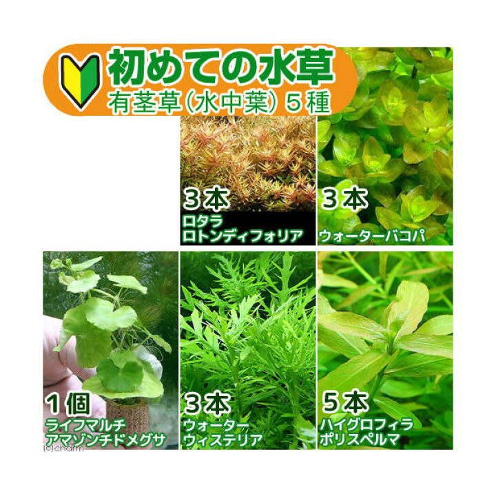 843円 最大84 Offクーポン 水草 初心者向け説明書付 グロッソスティグマ 水中葉