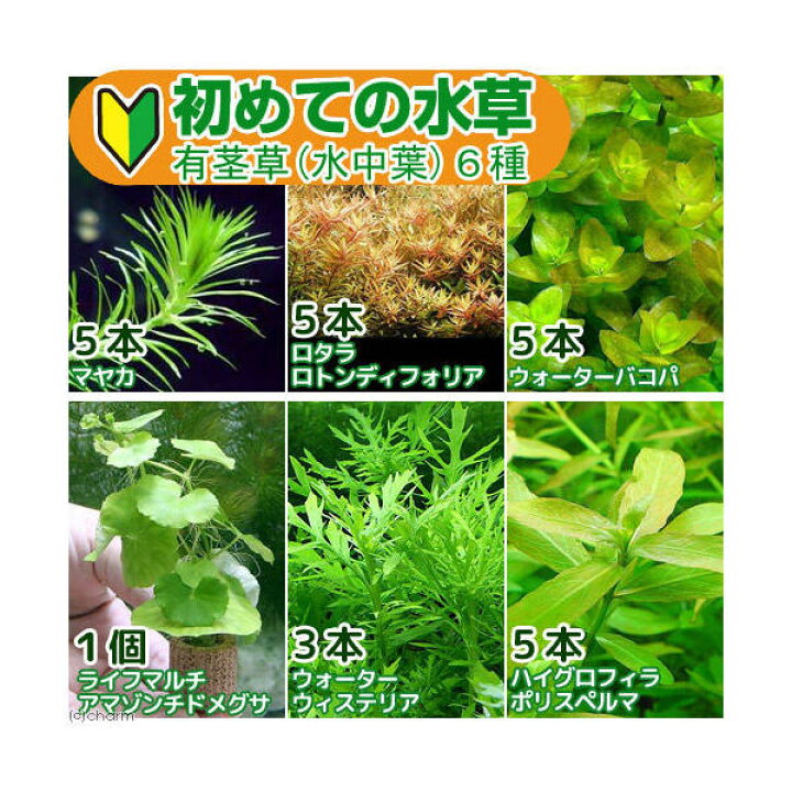 楽天市場 水草 初めての水草 有茎草 水中葉 6種 1パック 説明書付 Charm 楽天市場店 楽天市場 水草 初めての水草 有茎草 水中葉 6種 1パック 説明書付 Charm 楽天市場店