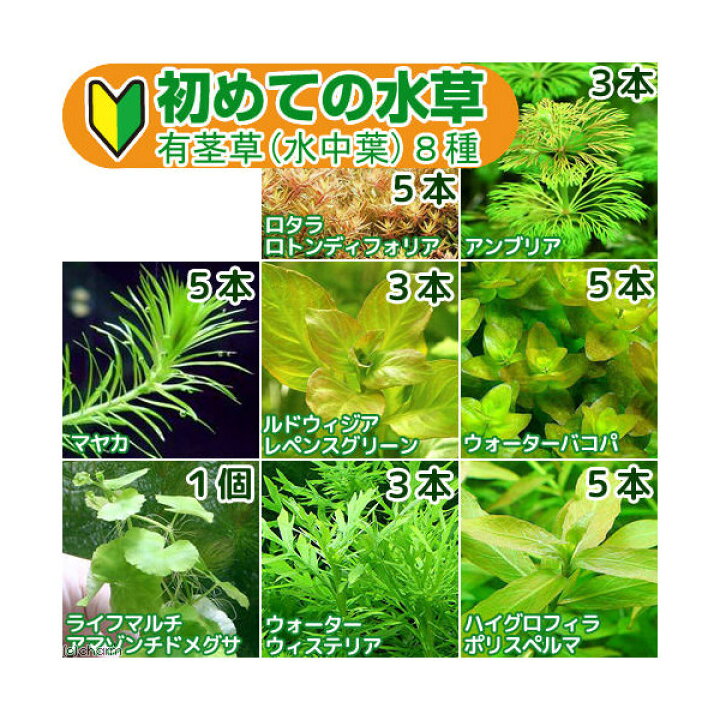 楽天市場 水草 初めての水草 有茎草 水中葉 ８種 １パック 説明書付 北海道航空便要保温 Charm 楽天市場店