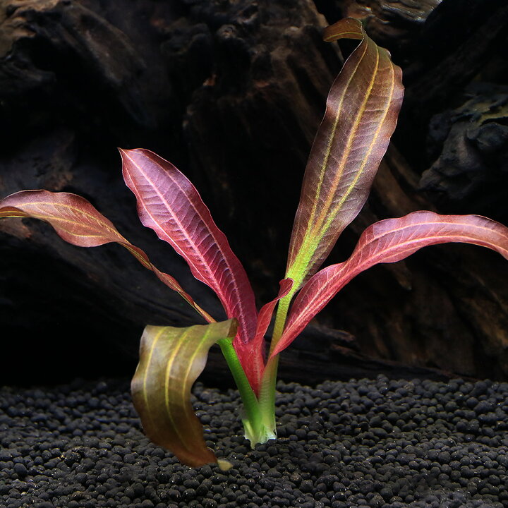 楽天市場 水草 エキノドルス カメレオン 水中葉 無農薬 １株 Charm 楽天市場店