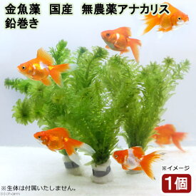 （水草）メダカ・金魚藻　国産　無農薬アナカリス　鉛巻き（5～7本）（1個）