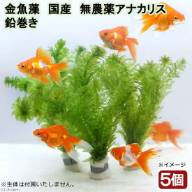 （水草）メダカ・金魚藻　国産　無農薬アナカリス　鉛巻き（5～7本）（5個）