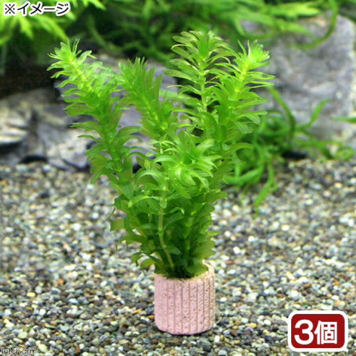 楽天市場 水草 メダカ 金魚藻 国産 ライフマルチ 茶 無農薬アナカリス ３個 北海道航空便要保温 Charm 楽天市場店