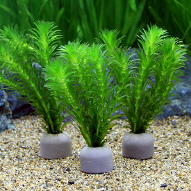 （水草）メダカ・金魚藻　国産　ゼオライトリング（グレー）無農薬アナカリス（3個）