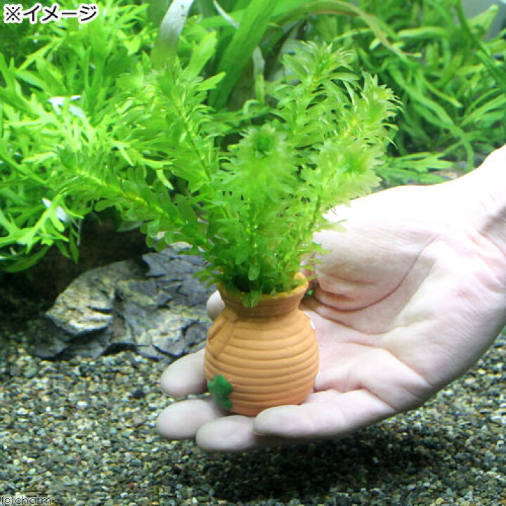 水草 メダカ 金魚藻 国産 ハニカムシェルターブラック アナカリス ミニ １個 12周年記念イベントが