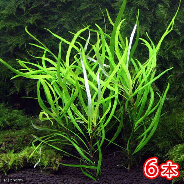 日本産 水草 ブリクサショートリーフ ミックスモス 穴あき溶岩石付 無農薬 １個 Discoversvg Com