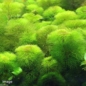 楽天市場 黄色 イエロー 水草 水槽 アクアリウム内装 熱帯魚 アクアリウム ペット ペットグッズの通販