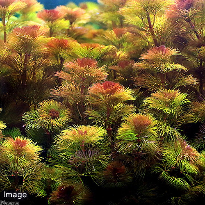 割引クーポン 本 国産無農薬 カモンバ カボンバ 水草 送料無料 メダカ 金魚藻 熱帯魚