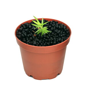 ijzVNTspD؃hYitji_ji1|bgj