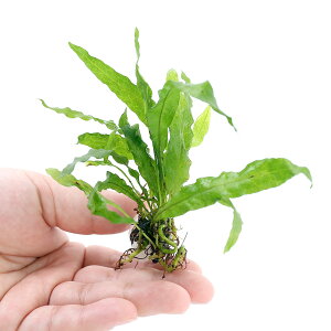 ijΕt@~N\E@spDt[~Oi1j