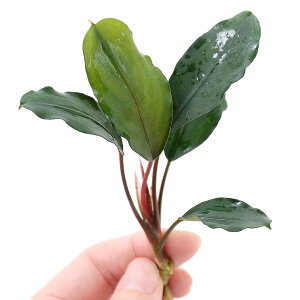 ijuZt@hspDA}_iցjitji1j@kCEBq֗vۉ