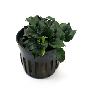 ijAkrAX@_[NGWFiC{CXjitji1|bgj