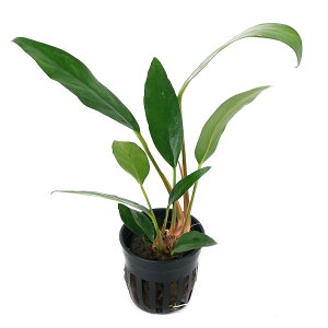 ijAkrAX@At[[it_ցjitji1|bgj