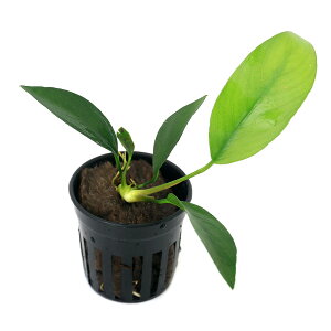 ijAkrAX@iM@hNANGIhit_ցjitji1|bgj