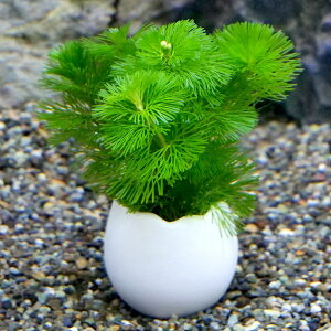 水草 カボンバの人気商品 通販 価格比較 価格 Com