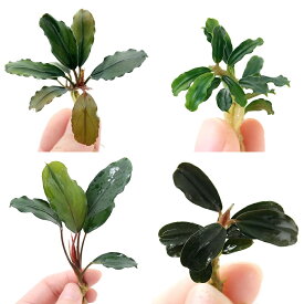 （水草）お一人様2点限り　おまかせブセファランドラ（東南便）（水上葉）（3種1株ずつ）