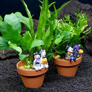 (水草)Happy Halloween 素焼き鉢 ミクロ&アヌビアス(1個)