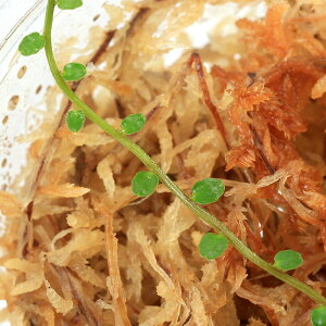 ieEj}NOrAspDX[Ehi1Jbvj@kCEBq֗vۉ