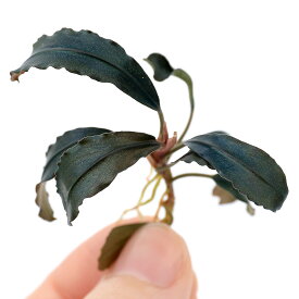 （水草）ブセファランドラsp．チェリッシュ（東南便）（水上葉）（1株）