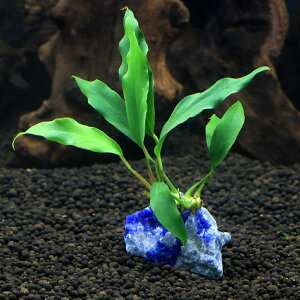 ijWFvc@܂^AkrAXt@\[_Cgi1j