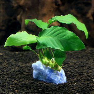 ijWFvc@܂^AkrAXt@u[Ax`i1j