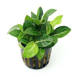 ijAkrAX@WCAgX^[_Xgitji1|bgj