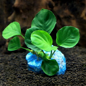 ijWFvc@܂^AkrAXt@u[Ap^Cgi1j