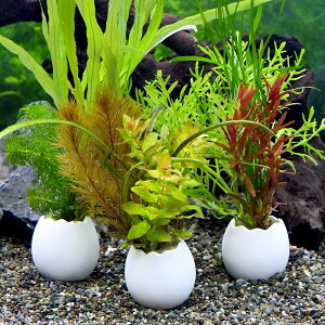 ijGbOv^[@񂹐A~bNXitji_ji1j