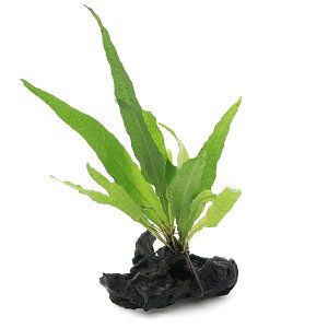 ij~N\E@vevX@tBst@؁@SSTCYi1{ji10cmj