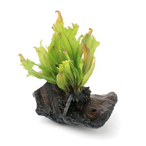 ij~N\E@R[t@؁@SSTCYi1{ji10cmj