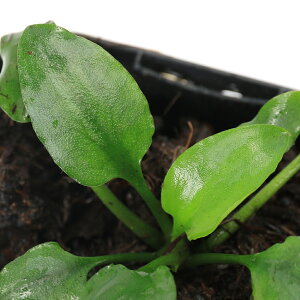 ijNvgRl@oXCWF@Kapuas@Hulu@KalimantanYitji1|bgj@kCEBq֗vۉ