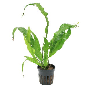 ieEj{reBX@weN[^@Oe[itji1|bgj@kCEBq֗vۉ