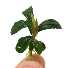 （水草）ブセファランドラsp．ブラウニーフェニックス（東南便）（水上葉）（1株）