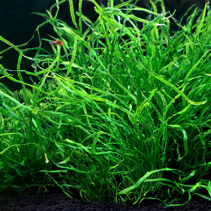 楽天市場】（水草）ミクロソリウム 本ナローリーフ（水中葉）（無農薬 